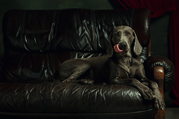 Image showing Studio shot of weimaraner dog like a medieval aristocrat