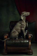 Image showing Studio shot of weimaraner dog like a medieval aristocrat