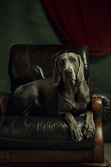 Image showing Studio shot of weimaraner dog like a medieval aristocrat