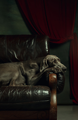 Image showing Studio shot of weimaraner dog like a medieval aristocrat