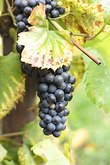 Image showing grape