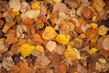 Image showing autumn background