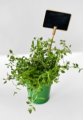 Image showing green thyme herb with name plate in pot on table