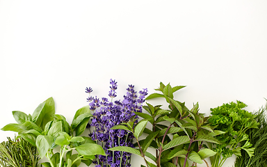 Image showing greens, spices or medicinal herbs on white