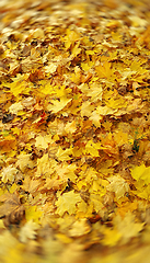 Image showing Bright yellow autumn background from fallen golden foliage of ma