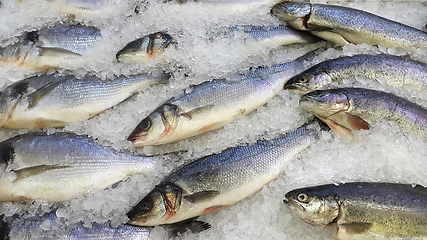 Image showing Fresh cooled fish on ice for sale in market