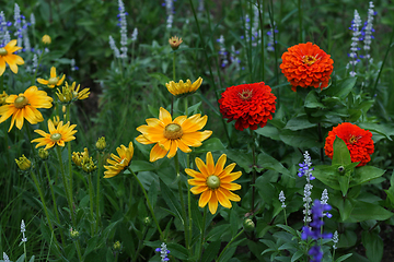 Image showing Different beautiful colorful flowers 