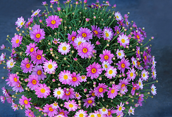 Image showing Close-up of bright beautiful flowers