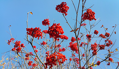 Image showing Branches of autumn mountain ash with bright red berries