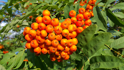 Image showing Bright orange clusters of mountain ash