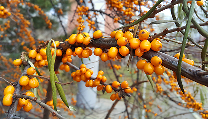 Image showing Branch of ripe bright autumn sea buckthorn berries