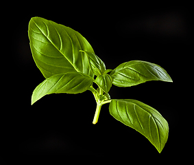 Image showing green basil leaf