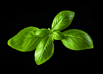 Image showing green basil leaf