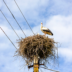 Image showing stork nest on an electricity pole