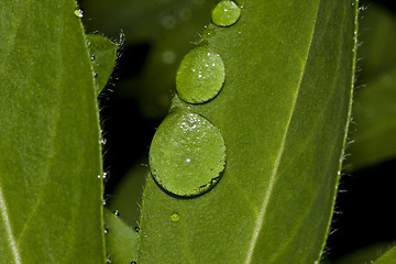 Image showing raindrops