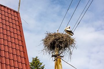 Image showing stork nest on an electricity pole