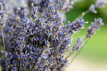 Image showing lavender flower bouquet