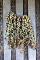 Image showing sun-dried mint hangs on a wooden wall