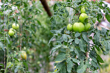 Image showing tomatoes growing in a greenhouse