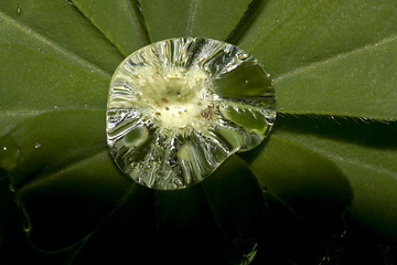 Image showing raindrop