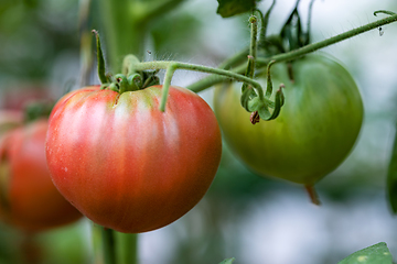 Image showing tomatoes growing in a greenhouse