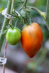 Image showing tomatoes growing in a greenhouse