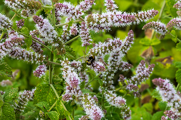 Image showing fresh mint flowers in the garden