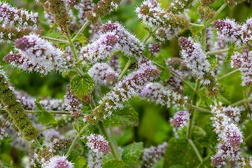 Image showing fresh mint flowers in the garden