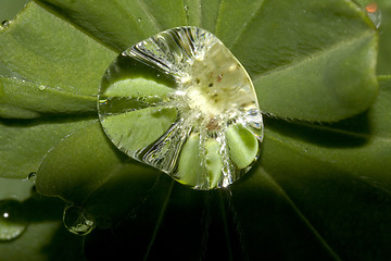 Image showing raindrop