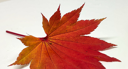 Image showing Colored leaf in autumn