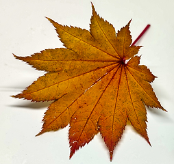 Image showing Colored leaf in autumn