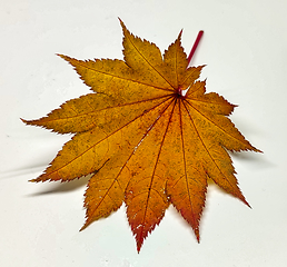 Image showing Colored leaf in autumn