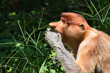 Image showing Nose-Monkey in Borneo