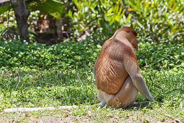 Image showing Nose-Monkey in Borneo
