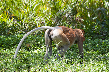 Image showing Nose-Monkey in Borneo