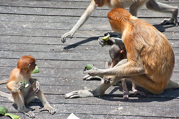 Image showing Nose-Monkey in Borneo