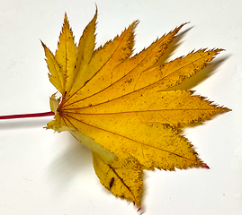 Image showing Colored leaf in autumn