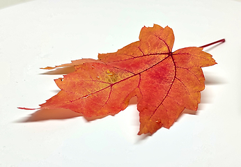 Image showing Colored leaf in autumn