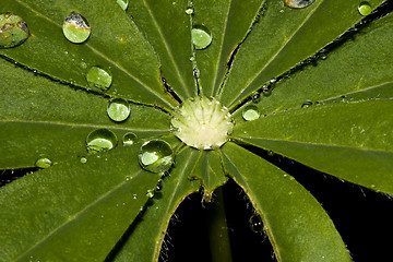 Image showing raindrops