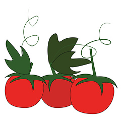 Image showing Three red cherry tomatoes with green leafs and petiol vector ill