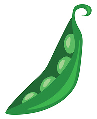 Image showing A peeled green bean pod vector or color illustration