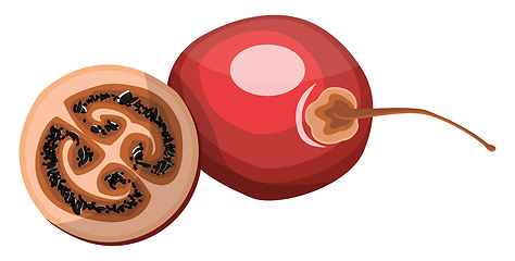 Image showing Red tamarillo fruit half a tamarillo with black seed vector illu