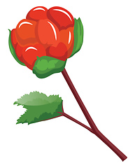 Image showing Red cloudberry on a branch with green leafs cartoon fruit vector