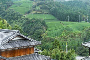 Image showing Tea field and japanese house