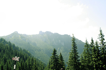 Image showing Forest landscape