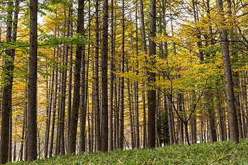 Image showing Forest in Fall season