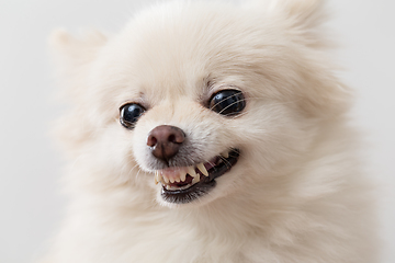 Image showing Cute White Pomeranian getting angry