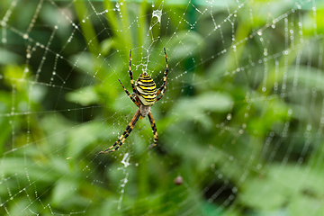 Image showing Spider