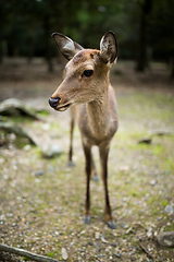 Image showing Cute deer in park