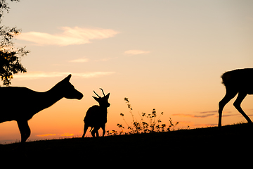 Image showing Group of Deer with beautiful sky